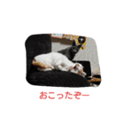 猫好きからのスタンプ（個別スタンプ：8）