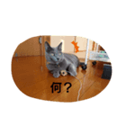 猫好きからのスタンプ2（個別スタンプ：5）