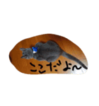 猫好きからのスタンプ2（個別スタンプ：7）