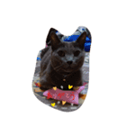 猫好きからのスタンプ2（個別スタンプ：8）