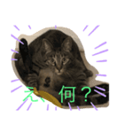 むぎちょろぴ（個別スタンプ：6）