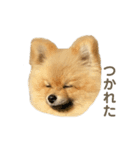 チャックだよ！（個別スタンプ：1）