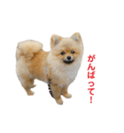 チャックだよ！（個別スタンプ：2）