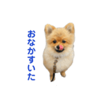 チャックだよ！（個別スタンプ：4）