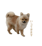 チャックだよ！（個別スタンプ：5）
