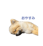 チャックだよ！（個別スタンプ：6）