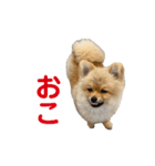 チャックだよ！（個別スタンプ：8）