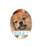 茶助（個別スタンプ：1）
