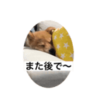 茶助（個別スタンプ：5）