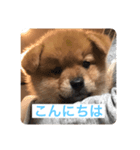 茶助（個別スタンプ：6）