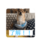 茶助（個別スタンプ：7）