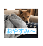 茶助（個別スタンプ：8）
