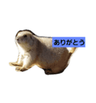 TP@edogaw（個別スタンプ：1）