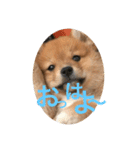 茶助くん（個別スタンプ：1）
