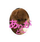 茶助くん（個別スタンプ：3）