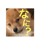 茶助くん（個別スタンプ：4）