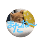 茶助くん（個別スタンプ：6）