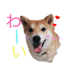 柴犬 しばけん こた 毎日使える 挨拶 日常（個別スタンプ：1）