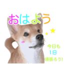 柴犬 しばけん こた 毎日使える 挨拶 日常（個別スタンプ：2）