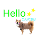 柴犬 しばけん こた 毎日使える 挨拶 日常（個別スタンプ：3）
