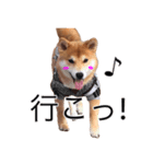 柴犬 しばけん こた 毎日使える 挨拶 日常（個別スタンプ：4）