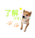 柴犬 しばけん こた 毎日使える 挨拶 日常（個別スタンプ：6）