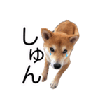 柴犬 しばけん こた 毎日使える 挨拶 日常（個別スタンプ：7）