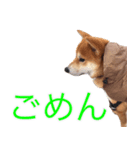 柴犬 しばけん こた 毎日使える 挨拶 日常（個別スタンプ：8）