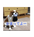 チャリばぶさん（個別スタンプ：2）
