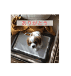 チャリばぶさん（個別スタンプ：4）