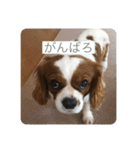チャリばぶさん（個別スタンプ：6）