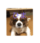 チャリばぶさん（個別スタンプ：7）