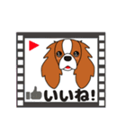 キャバリア ロンドン 3（個別スタンプ：17）