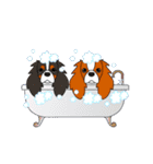 キャバリア ロンドン 3（個別スタンプ：24）