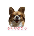 ばにっこスタンプ（個別スタンプ：3）