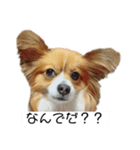 ばにっこスタンプ（個別スタンプ：5）