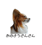 ばにっこスタンプ（個別スタンプ：6）