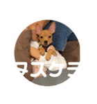 Sunnyの日常❷（個別スタンプ：5）