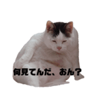 みーすけのおなか（個別スタンプ：8）