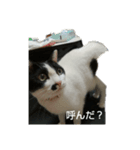 ネコのみーちゃん(みかんちゃん)♥️（個別スタンプ：4）
