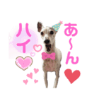 看板犬ちぇるちぇるスタンプpart2（個別スタンプ：7）