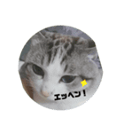 ニャン吉だにゃ〜         ฅ^•ω•^ฅ（個別スタンプ：1）