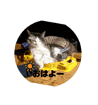 ニャン吉だにゃ〜         ฅ^•ω•^ฅ（個別スタンプ：3）