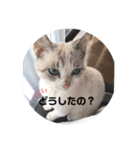 ニャン吉だにゃ〜         ฅ^•ω•^ฅ（個別スタンプ：4）