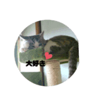 ニャン吉だにゃ〜         ฅ^•ω•^ฅ（個別スタンプ：5）