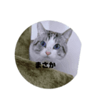 ニャン吉だにゃ〜         ฅ^•ω•^ฅ（個別スタンプ：6）