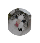 ニャン吉だにゃ〜         ฅ^•ω•^ฅ（個別スタンプ：7）