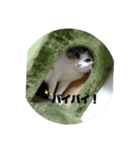 ニャン吉だにゃ〜         ฅ^•ω•^ฅ（個別スタンプ：8）