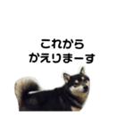 でか文字  黒豆 柴犬（個別スタンプ：1）