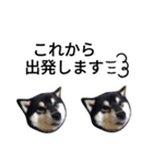 でか文字  黒豆 柴犬（個別スタンプ：2）